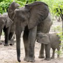 ZMB EAS SouthLuangwa 2016DEC09 KapaniLodge 019 : 2016, 2016 - African Adventures, Africa, Date, December, Eastern, Kapani Lodge, Mfuwe, Month, Places, South Luanga, Trips, Year, Zambia